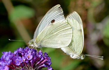 Mating of butterflies.