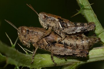 Grasshoppers mating.