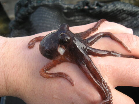 Holding a full grown "Pulpito" or Pygmy Octupus (Robsonella Fontaniana) in my hand