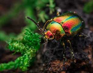 Prächtiger Blattkäfer (Chrysolina fastuosa), insekten, metall, grün © Marcel