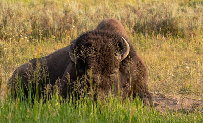 Yellowstone Bison / Buffalo laying down in the national park