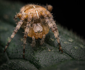 Kreuzspinnen (Araneus), orange, nahaufnahme