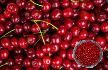 Harvest red cherries in an iron bucket. Red wine fruits. Harvest the garden. Iron bucket. Agricultural business. Organic farm. Gardening. Template for text. Vegetarian food.