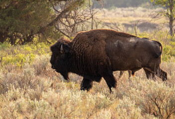 Yellowstone Bison / Buffalo Walking through the National Park