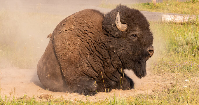 Yellowstone Bison / Buffalo Rolling in Dirt