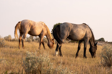 Two beautiful wild horse friends grazing during the golden hour in Theodore Roosevelt National Park. - obrazy, fototapety, plakaty