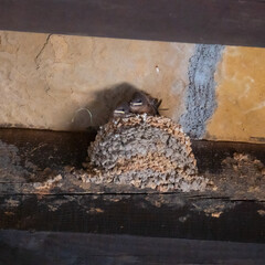 Hermosa foto de crías de golondrina en su nido