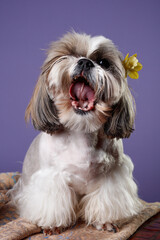 Naklejka na ściany i meble Shih tzu dog puppy yawns or barks on a lilac background. Selective focus