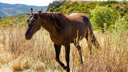 Hermoso caballo en el campo en las montañas