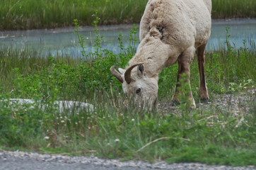 A Female Bighorn Sheep grazing by the Road