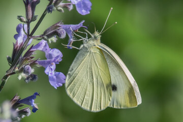 Kohlweißling auf einer Blüte
