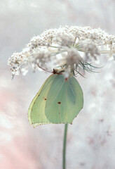Motyl Latolistek cytrynek na marchwi polnej © mycatherina