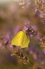 Motyl Latolistek Cytrynek na kwiatach lawendy