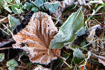 The frost on the leaves forms beautiful ice crystals