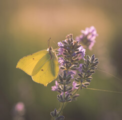 Motyl Latolistek Cytrynek na kwiatach lawendy © mycatherina