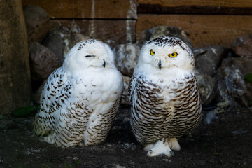 two polar owls