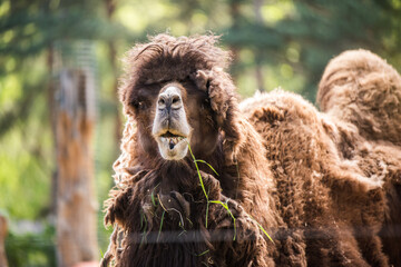 Bactrian camel, Camelus bactrianus with two humps in a zoo