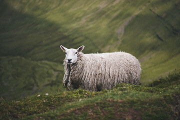 Fototapeta premium Pen Y Fan - Mountain in Wales, UK