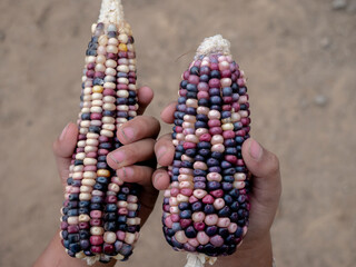 Mazorca de maíz, lista para su consumo, alimento básico desde tiempos prehispánicos en México...