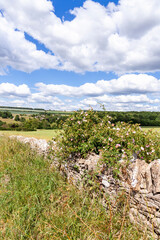 Fototapeta na wymiar Wild dog rose growing on a dry stone wall overlooking the Cotswold village of Compton Abdale, Gloucestershire UK