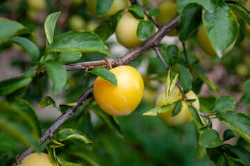 Prune jaune