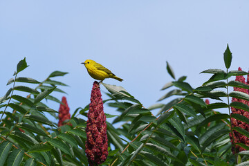 Yellow Warbler standing on a rhus typhina flower
