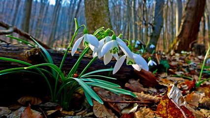 Spring snowdrops after winter in sunlight