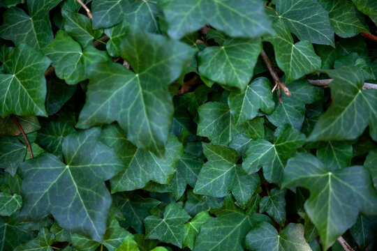 Close up on hedera helix or ivy green background with selective focus wallpaper. Dark green leaves pattern. Natural green background.