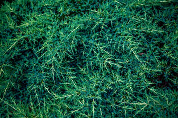 Fototapeta na wymiar Juniperus communis 'Green carpet' top view pine natural pattern as a green background for copy space.