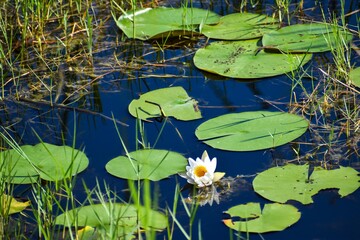 pretty white lotus flower in the swamp