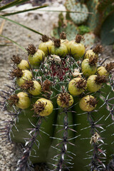   Eze, France - June 17, 2021 - Jardin d'Eze, known for its impressive collection of cactus and succulents in the sunny spring afternoon 