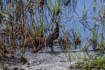 Boat-tailed grackle in South Florida on the riverbank