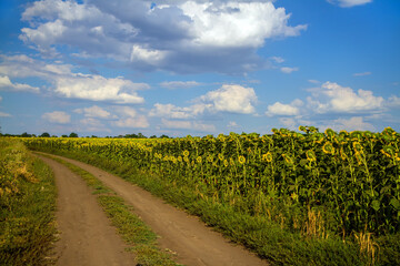 Rural dirt road along a field of sunflowers.