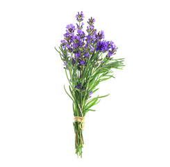 Bunch of lavender flowers tied with a rope isolated on a white