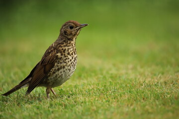 Juvenile thrush