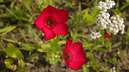 Linum grandiflorum, flowering flax, red flax, scarlet flax or crimson flax is an annual herb native to Algeria. The red flower has 5 red petals each up to 3 centimeters. 