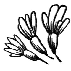 sketch of a flower hand drawn sketch of a plant, delicate twig with leaves and berries in a simple linear style for design tattoos or web