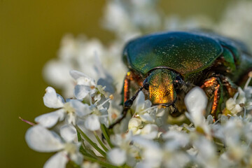 Rosenkäfer auf Blume und andere Insekten