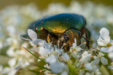 Rosenkäfer auf Blume und andere Insekten