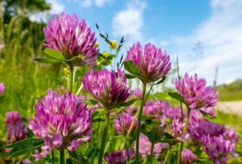 Dark pink flower. Red clover or Trifolium pratense inflorescence, close up. 