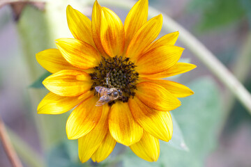 Bee on a Sunflower