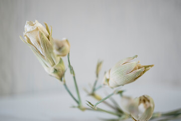 Bot&oacute;n de flor blanca seca sobre fondo blanco con desenfoque