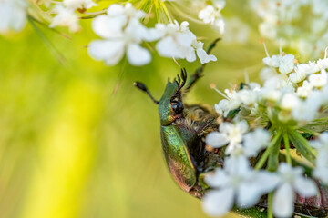 Rosenkäfer auf Blume und andere Insekten