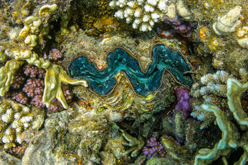 Fototapeta na wymiar underwater world, cockle Giant Clam in the Red Sea Colorful and beautiful