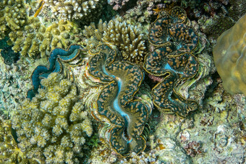 underwater world, cockle Giant Clam in the Red Sea Colorful and beautiful