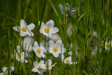 Fototapeta premium Snowdrop (Anemone sylvestris). The green spaces of the urban space bloom profusely in the spring season. Macro focus. A plant species belonging to the glaucoma family.