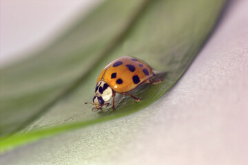A macro closeup of a lady beetle bug with orange wings and black spots, common insect of europe. Coccinellidae sitting on a green leaf against white background