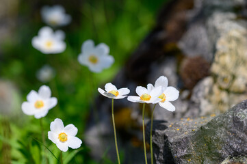 Snowdrop (Anemone sylvestris). The green spaces of the urban space bloom profusely in the spring...