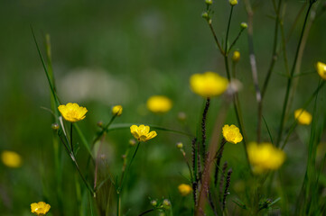 Close up of Ranunculus arvensis,as known as the corn buttercup, with Bright yellow flowering , is a plant species of the genus Ranunculus native to Europe. Yellow small flowers on a green background.