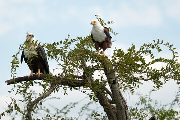 African fish eagle, Haliaeetus vocifer